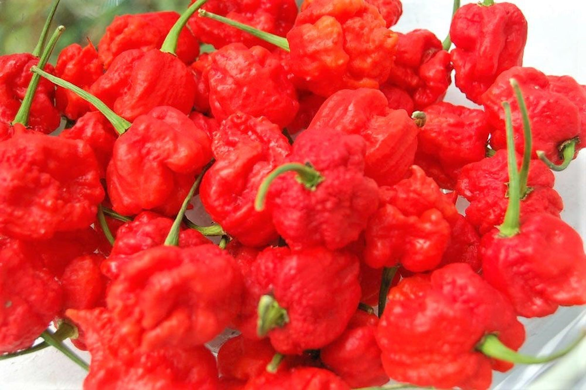 10 Red CAROLINA REAPER PEPPER World'S Hottest Capsicum Chinense Hot Chili Vegetable Seeds