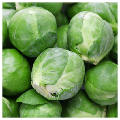 - 500 Catskill Brussel Sprouts Seeds - Gold Vault Jumbo Bulk Seed Packet