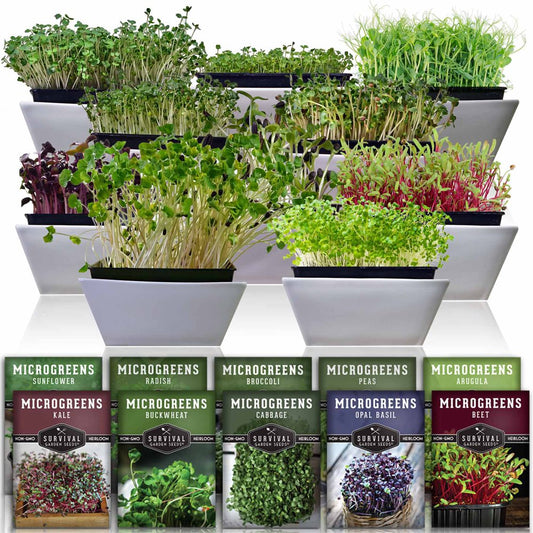 Microgreens 10 Pack - Arugula, Broccoli, Radish, Pea, Sunflower, Opal Basil, Cabbage, Buckwheat, Kale, Beets
