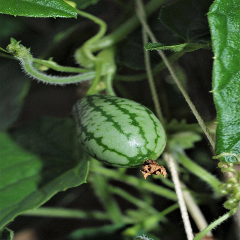 10 CUCAMELON Melothria Scabra Mouse Melon Mexican Gherkin Mini Watermelon Cucumber Fruit Vine Seeds