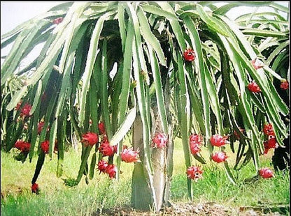 20 *Seeds WHITE DRAGON FRUIT (Pitaya / Pitahaya / Strawberry Pear) Hylocereus Undatus Cactus Seeds