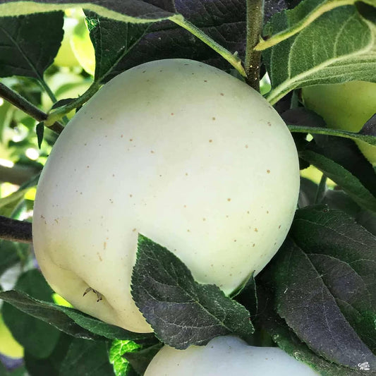 White Apple Fruit 20 Seeds Rare White Sweet Fruit Gardening Gifts Striking Landscaping Plant