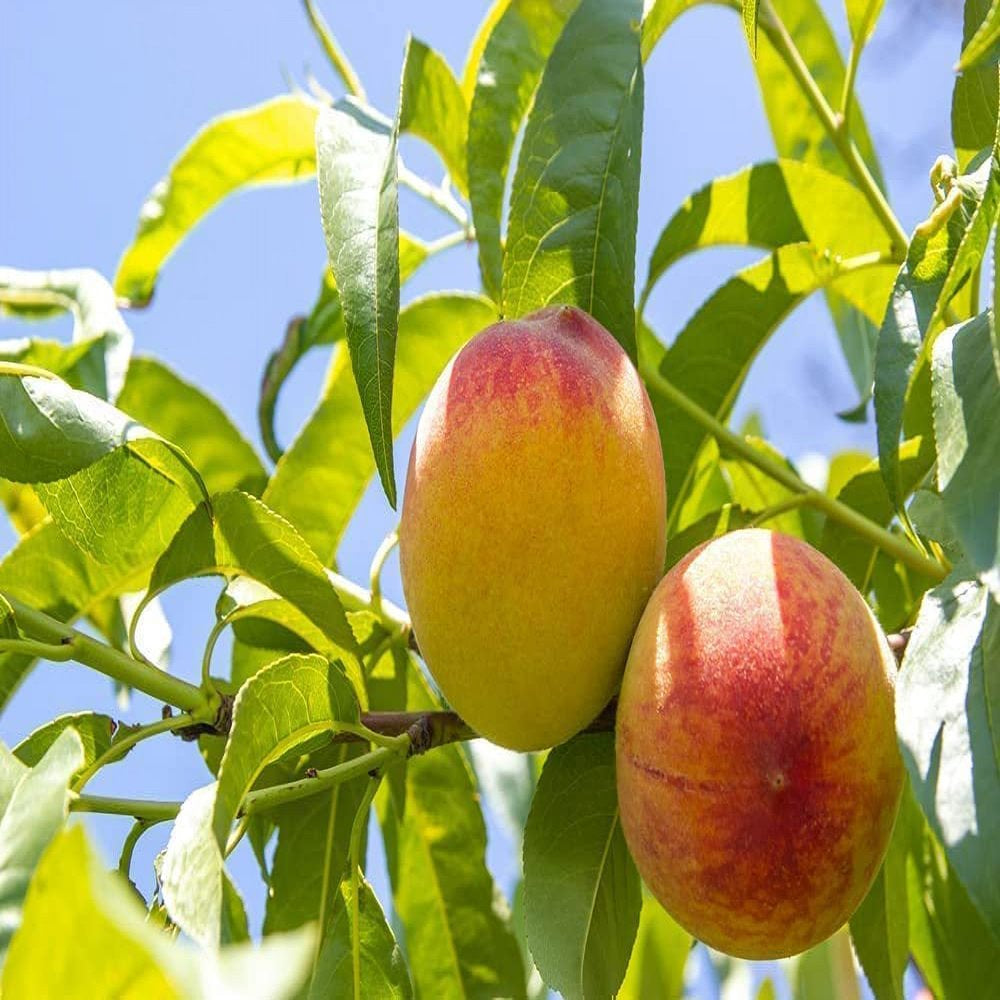 Peach Tree Seeds - Grow Delicious Peaches - Made in USA. Ships from Iowa (12 Seeds)