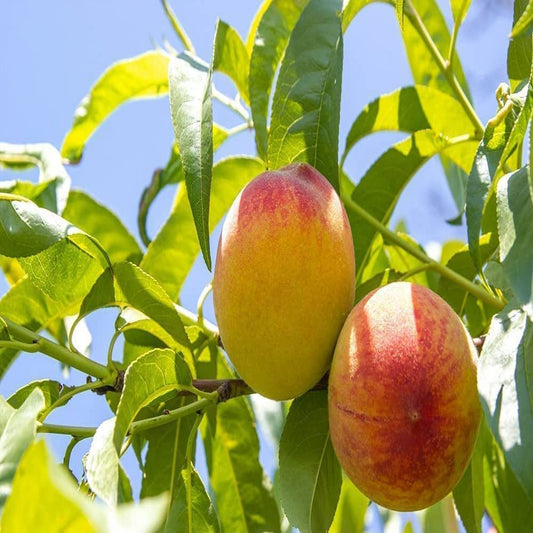 Peach Tree Seeds - Grow Delicious Peaches - Made in USA. Ships from Iowa (12 Seeds)