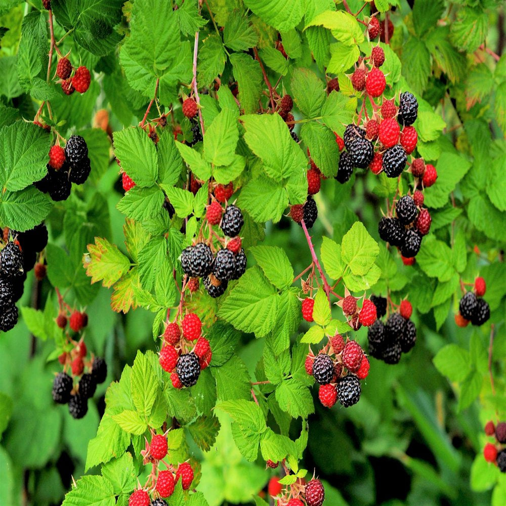 50 WHITEBARK Black RASPBERRY Western Blackcap Raspberry Rubus Leucodermis Native Fruit Berry Seeds