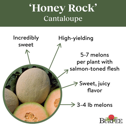 Organic Honey Rock Cantaloupe Vegetable Seed, 1-Pack