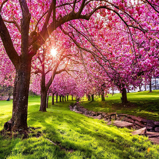 25 Japanese Flowering Cherry Blossom Tree Seeds