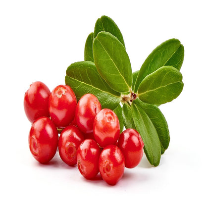 50 LINGONBERRY Mountain Cranberry Vaccinium Vitis-Idea Red Berry Edible Fruit Dwarf Evergreen Shrub Seeds