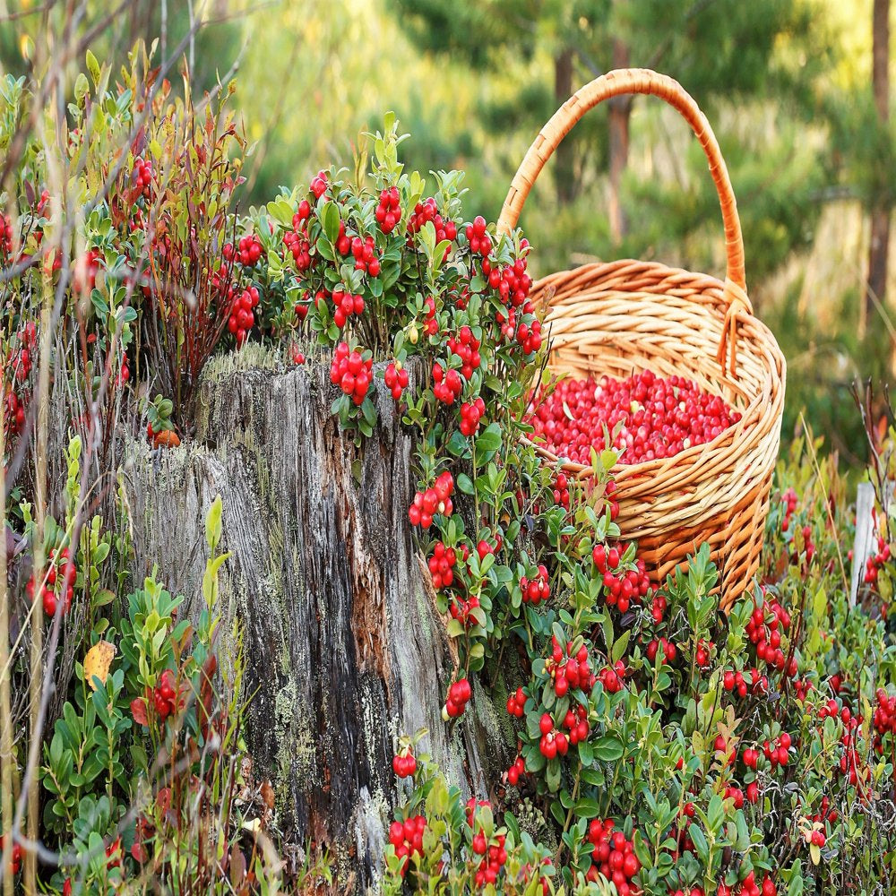 50 LINGONBERRY Mountain Cranberry Vaccinium Vitis-Idea Red Berry Edible Fruit Dwarf Evergreen Shrub Seeds